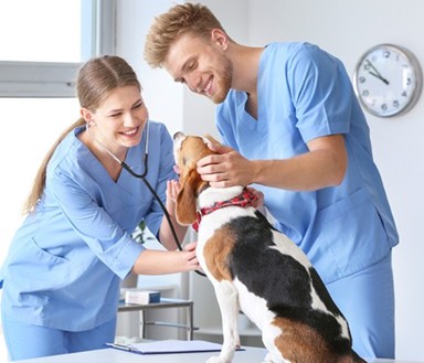 Two smiling young people wearing blue scrubs checking a dog sitting on front of them on a table.